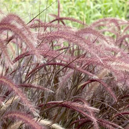 Pennisetum setaceum 'Rubrum'