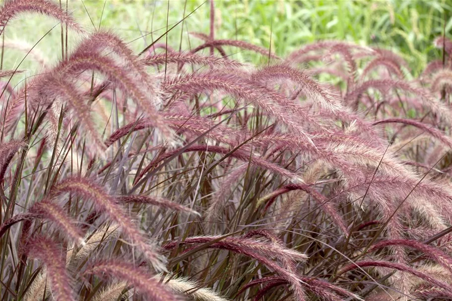 Pennisetum setaceum 'Rubrum' 13 cm