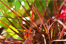 Pennisetum setaceum 'Rubrum' 13 cm