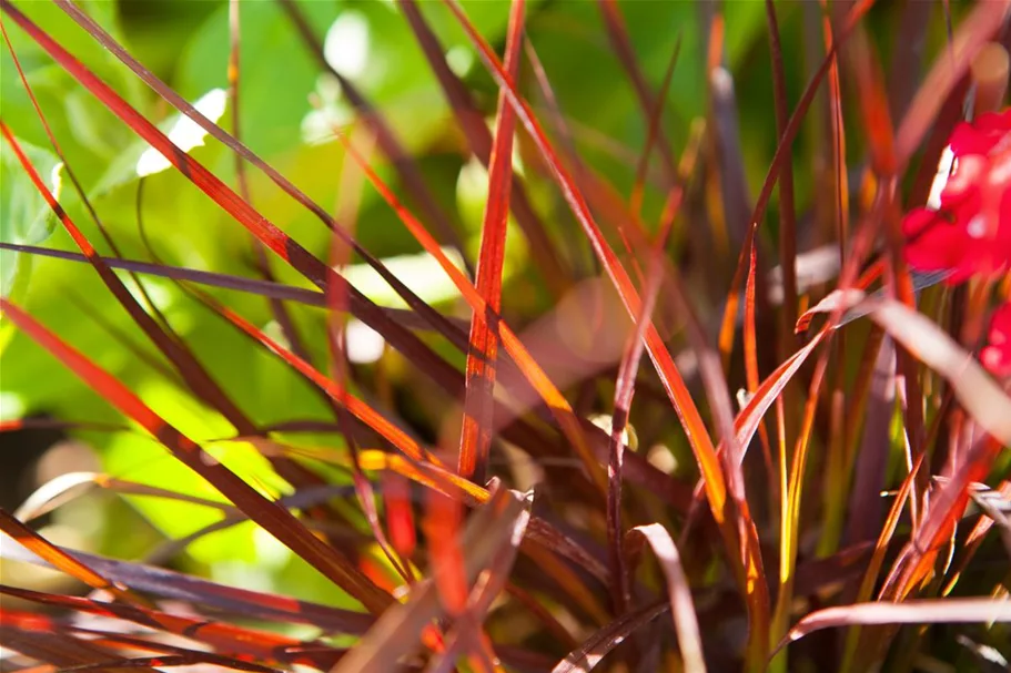 Pennisetum setaceum 'Rubrum' 13 cm