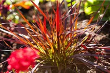 Pennisetum setaceum 'Rubrum' 13 cm