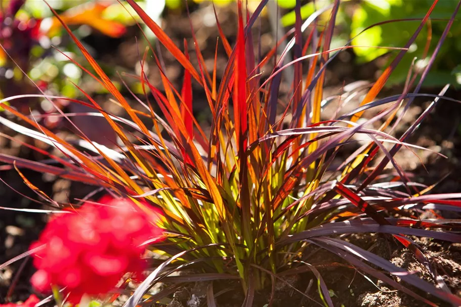 Pennisetum setaceum 'Rubrum' 13 cm