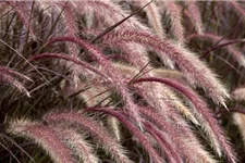 Pennisetum setaceum 'Rubrum' 13 cm