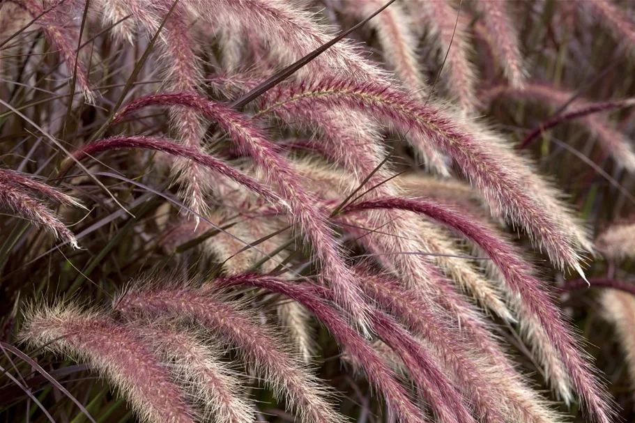 Pennisetum setaceum 'Rubrum' 13 cm