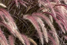 Pennisetum setaceum 'Rubrum' 13 cm