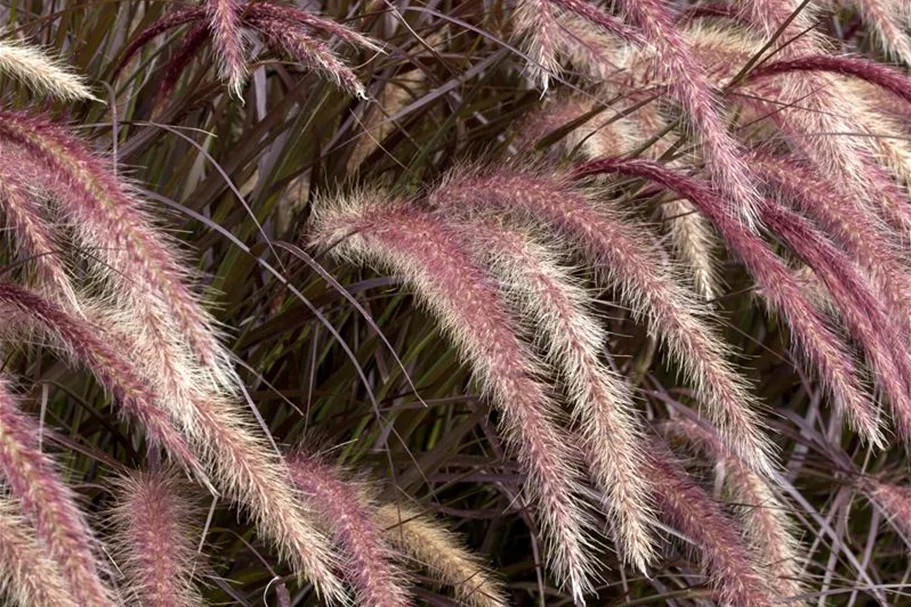 Pennisetum setaceum 'Rubrum' 13 cm