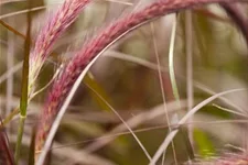 Pennisetum setaceum 'Rubrum' 13 cm