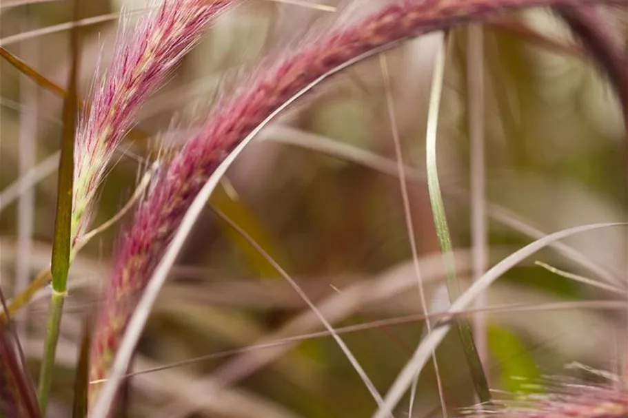 Pennisetum setaceum 'Rubrum' 13 cm