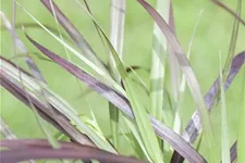 Pennisetum setaceum 'Rubrum' 13 cm