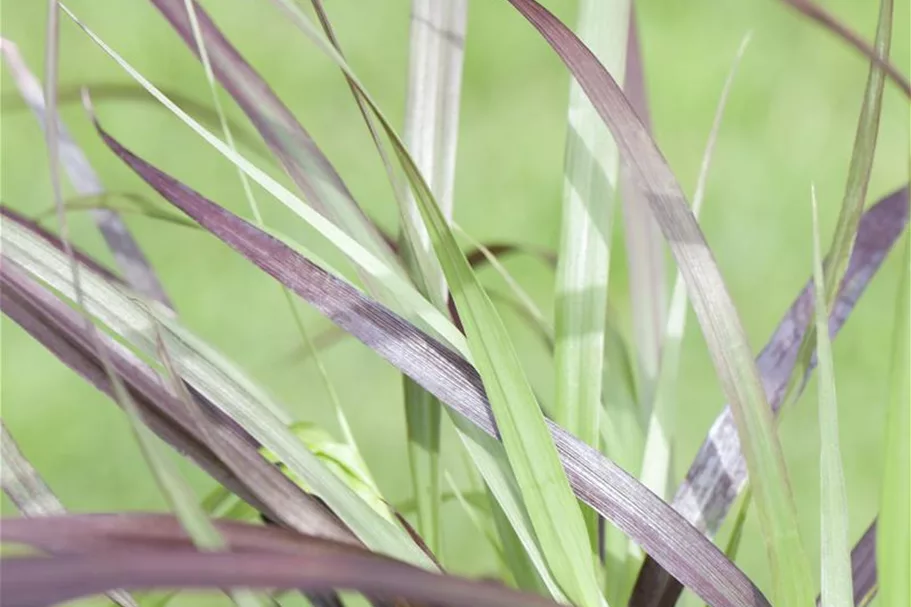 Pennisetum setaceum 'Rubrum' 13 cm