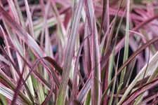 Pennisetum 'Fireworks'(s) 13 cm