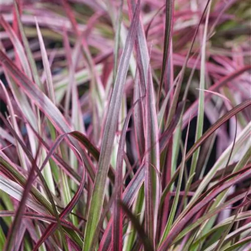 Pennisetum 'Fireworks'(s)