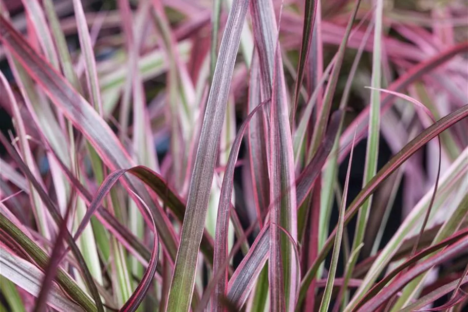 Pennisetum 'Fireworks'(s) 13 cm