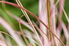 Pennisetum 'Fireworks'(s) 13 cm