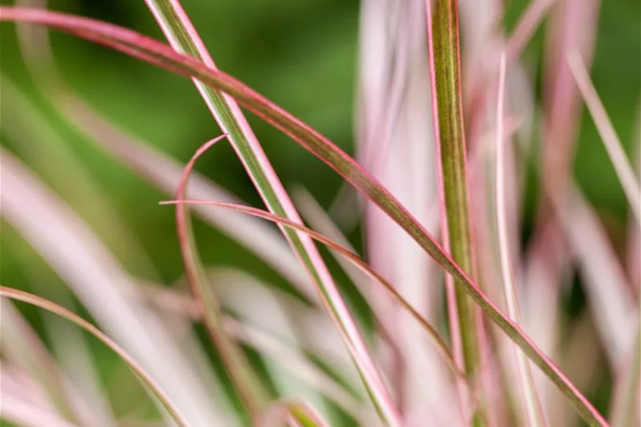 Pennisetum 'Fireworks'(s) 13 cm