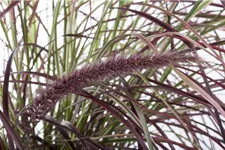 Pennisetum 'Fireworks'(s) 13 cm