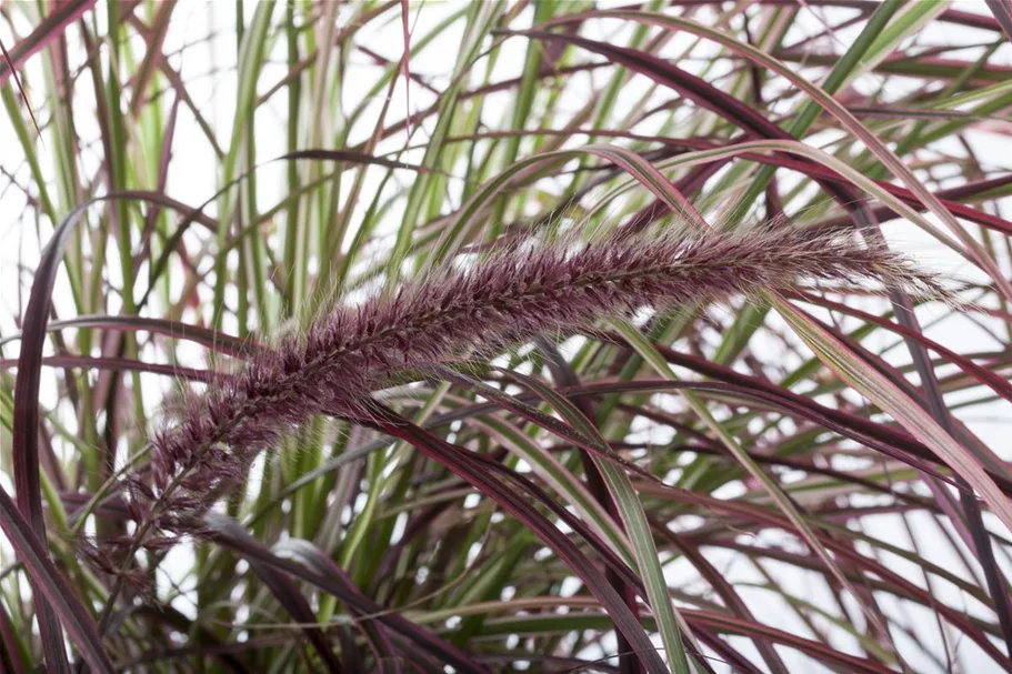 Pennisetum 'Fireworks'(s) 13 cm