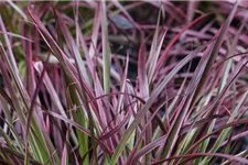 Pennisetum 'Fireworks'(s) 13 cm