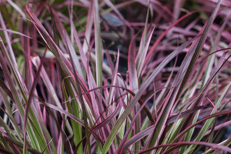 Pennisetum 'Fireworks'(s) 13 cm