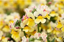 Nemesia Sunsatia, zitronengelb 11 cm