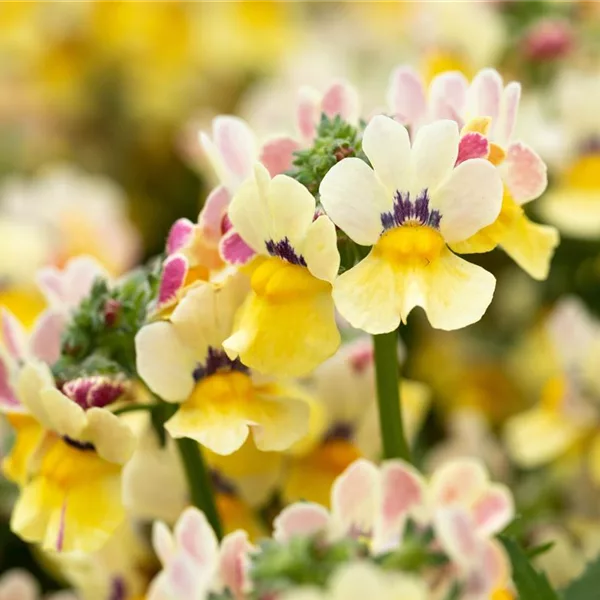 Nemesia Sunsatia, zitronengelb