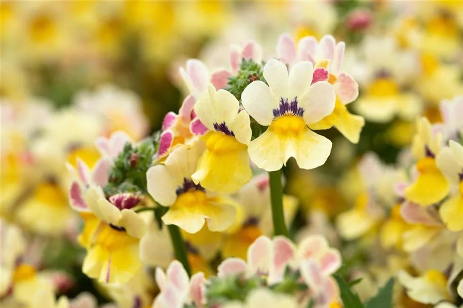 Nemesia Sunsatia, zitronengelb 11 cm