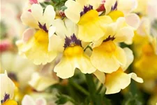 Nemesia Sunsatia, zitronengelb 11 cm