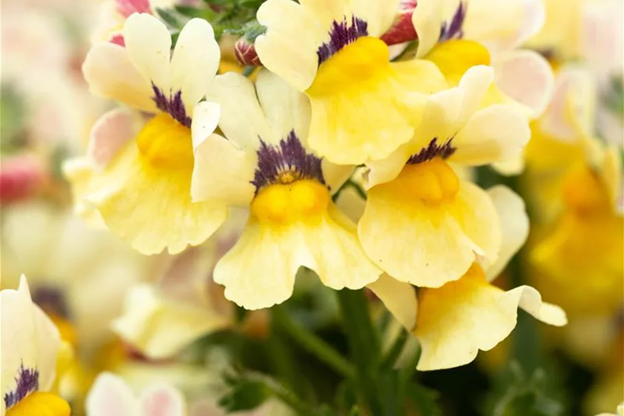 Nemesia Sunsatia, zitronengelb 11 cm