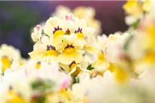 Nemesia Sunsatia, zitronengelb 11 cm