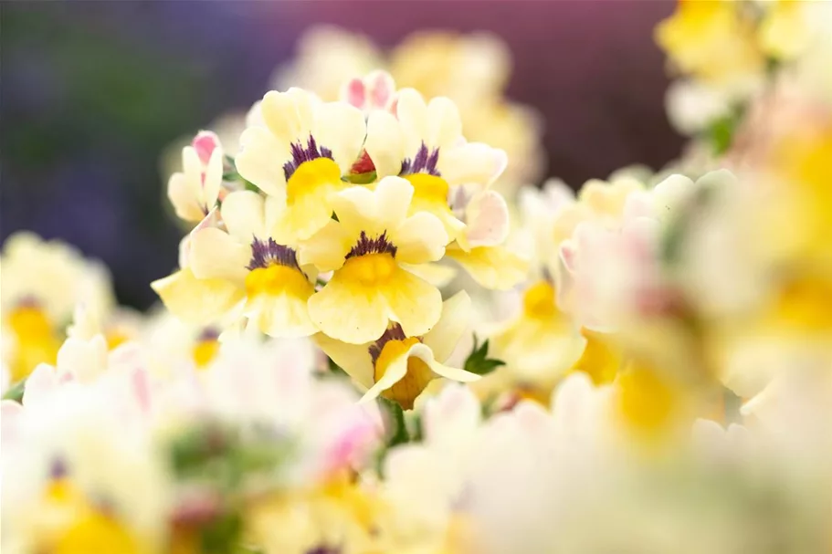 Nemesia Sunsatia, zitronengelb 11 cm