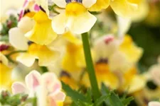 Nemesia Sunsatia, zitronengelb 11 cm