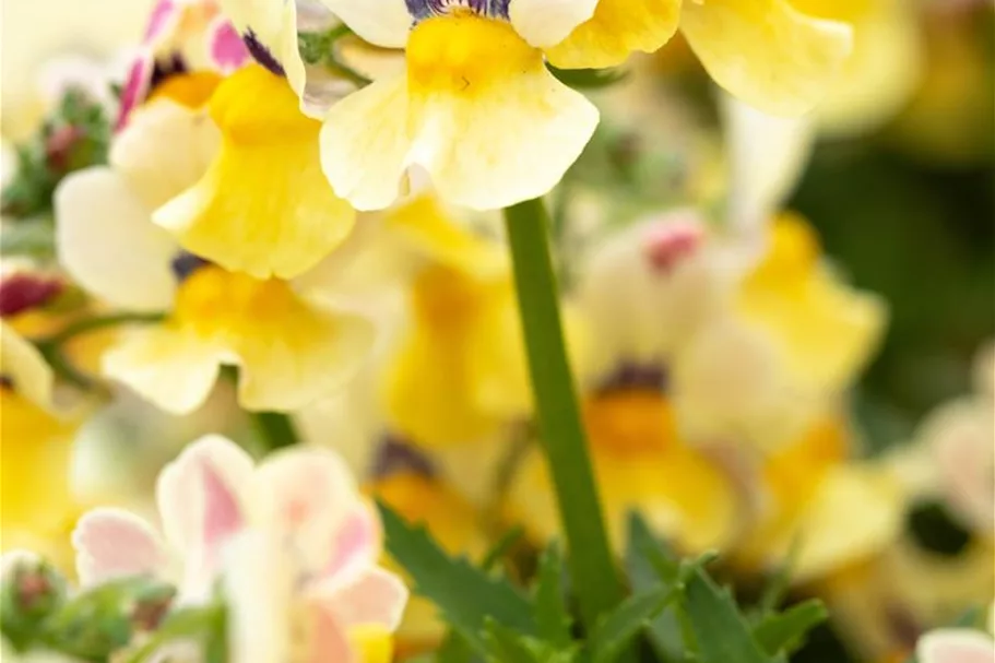 Nemesia Sunsatia, zitronengelb 11 cm