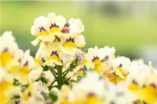 Nemesia Sunsatia, zitronengelb 11 cm