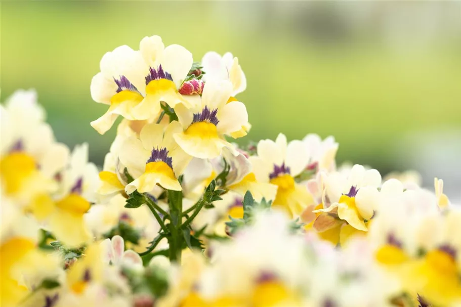 Nemesia Sunsatia, zitronengelb 11 cm