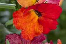 Nemesia Sunsatia, orange 11 cm