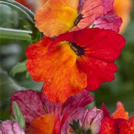 Nemesia Sunsatia, orange