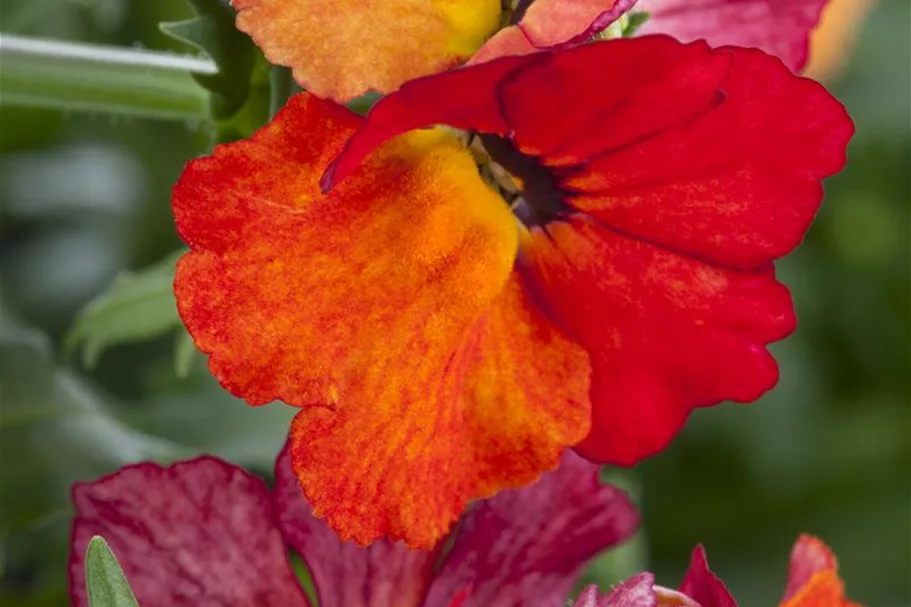 Nemesia Sunsatia, orange 11 cm