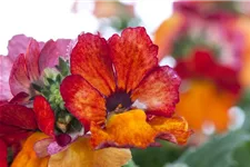 Nemesia Sunsatia, orange 11 cm