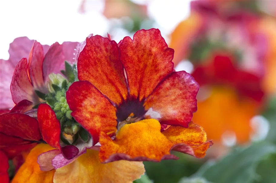 Nemesia Sunsatia, orange 11 cm