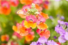 Nemesia Sunsatia, orange 11 cm