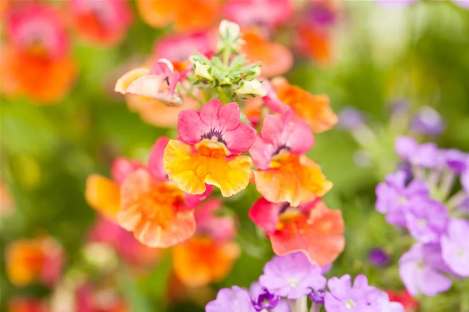 Nemesia Sunsatia, orange 11 cm