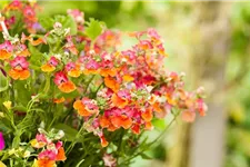 Nemesia Sunsatia, orange 11 cm