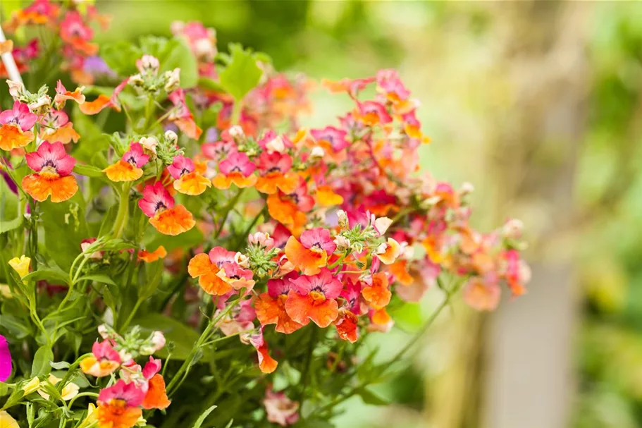 Nemesia Sunsatia, orange 11 cm