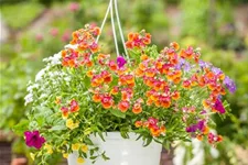 Nemesia Sunsatia, orange 11 cm