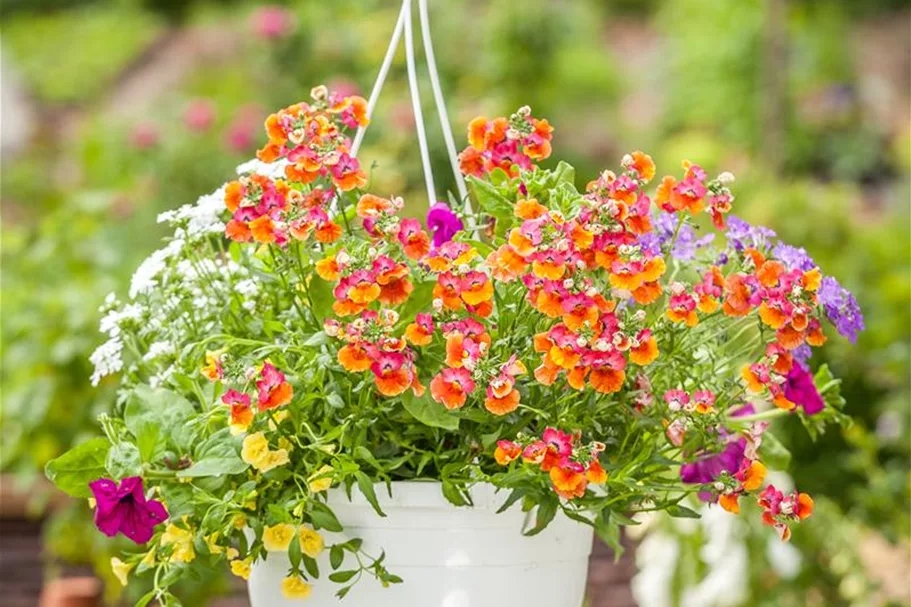 Nemesia Sunsatia, orange 11 cm