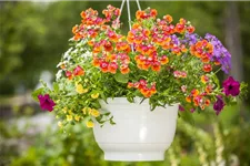 Nemesia Sunsatia, orange 11 cm