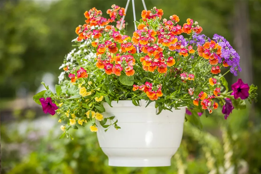 Nemesia Sunsatia, orange 11 cm