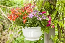 Nemesia Sunsatia, orange 11 cm