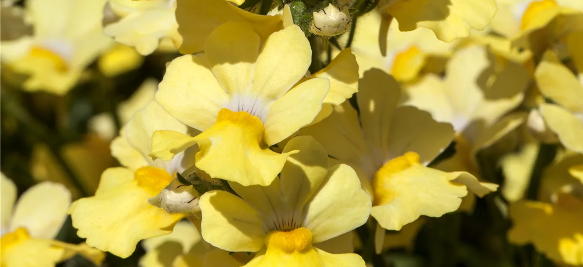 Nemesia Sunsatia, gelb 11 cm