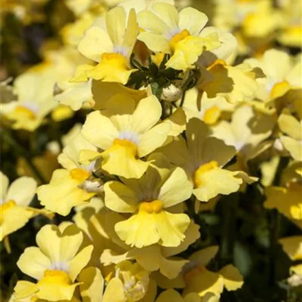 Nemesia Sunsatia, gelb